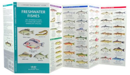 Pocket Naturalist: Freshwater Fishes